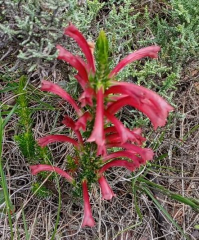 Erica curviflora flowering dark red